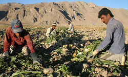 فروش بذر چغندر قند فیروزکوه به سوریه و سودان